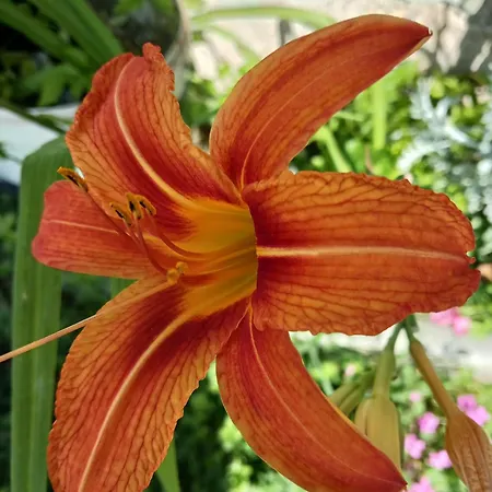 Villa Pera Apartments